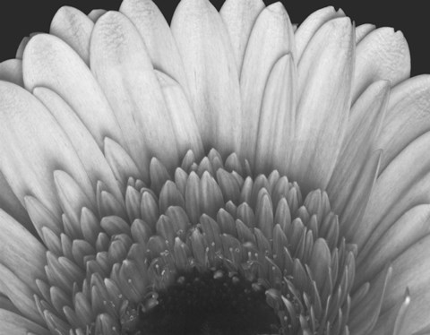 Framed Gerbera Print