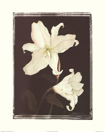 Framed White Lilies in Chocolate Print