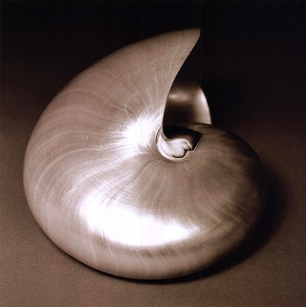 Framed Nautilus I Print