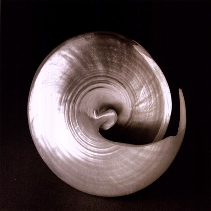 Framed Nautilus II Print