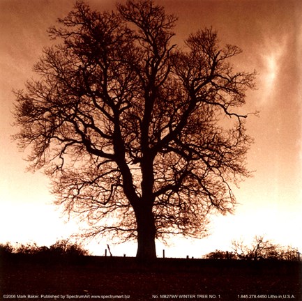 Framed Winter Tree No. 1 Print