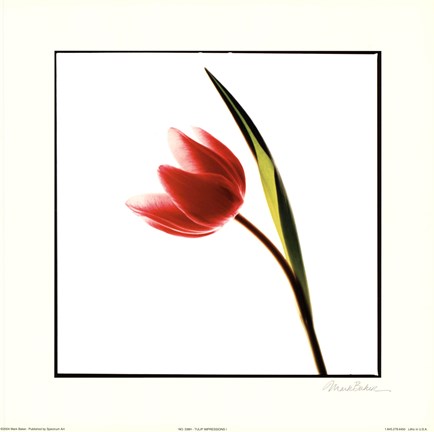 Framed Tulip Impressions I Print