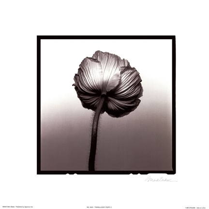 Framed Translucent Poppy II Print