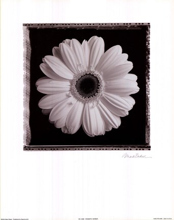 Framed Dramatic Gerber Print