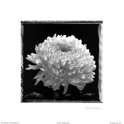 Framed Dramatic Peony Print