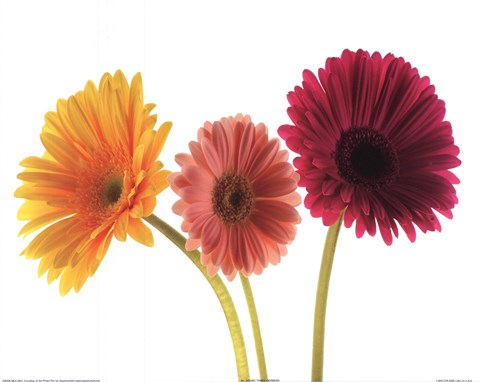 Framed Three Gerbers Print