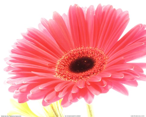 Framed Magenta Gerber Print