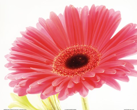 Framed Magenta Gerber Print