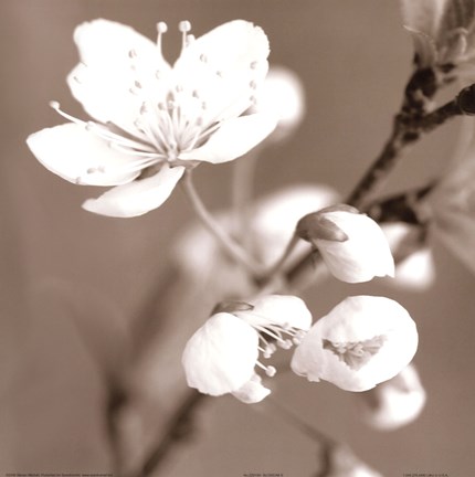 Framed Blossom III - sepia Print