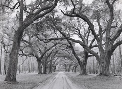Framed Oak Arches Print