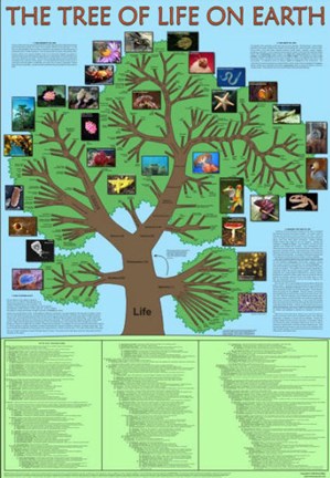 Framed Tree of Life Print