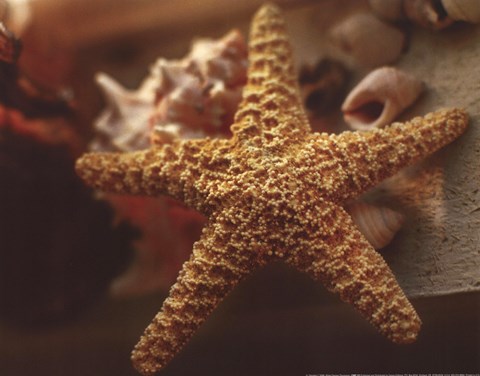 Framed Starfish I Print