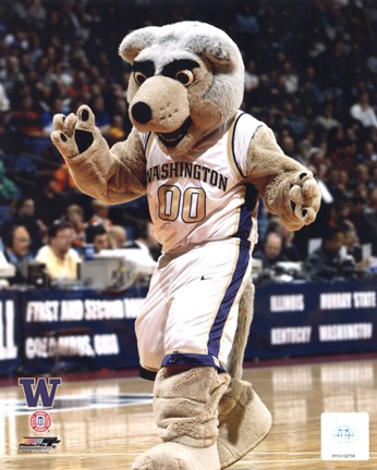 Framed University of Washington - Huskies Mascot, 2004 Print