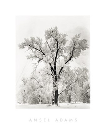 Framed Oak Tree (embossed) Print