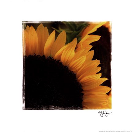 Framed Sunflower Daze Print