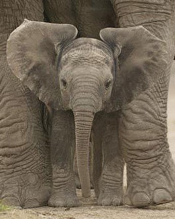 Framed Big Ears Baby Elephant Print