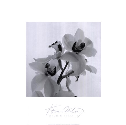 Framed Orchid Spray II Print