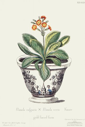 Framed Primula Vulgaris X Primula Veris Print