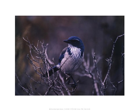 Framed Scrub Jay Print