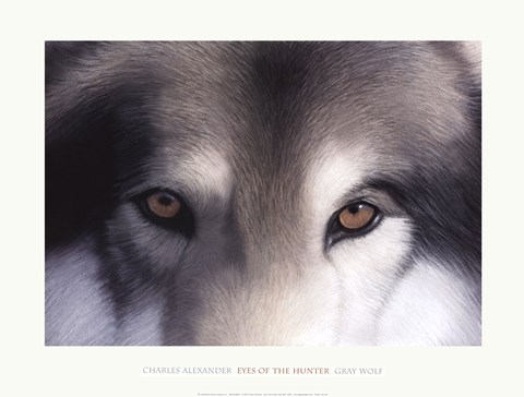 Framed Eyes of the Hunter: Gray Wolf Print