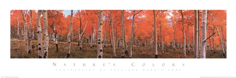 Framed Autumn Trees Print