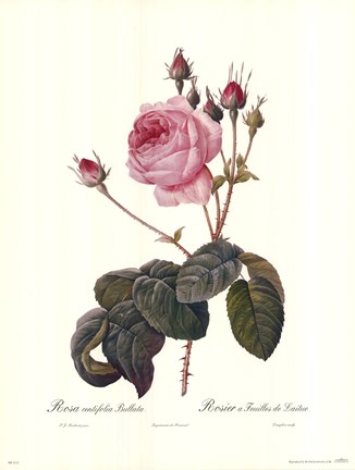 Framed Centifolia Bullata Print