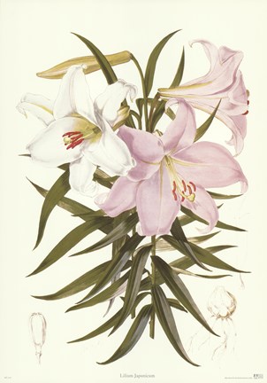 Framed Kramers Lily Print