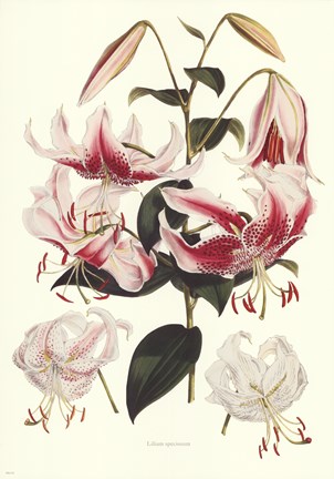 Framed Lance Leaved Lily Print