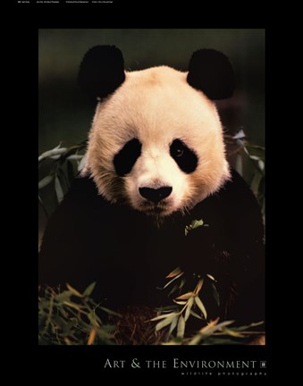 Framed Giant Panda Feeding on Bamboo Print