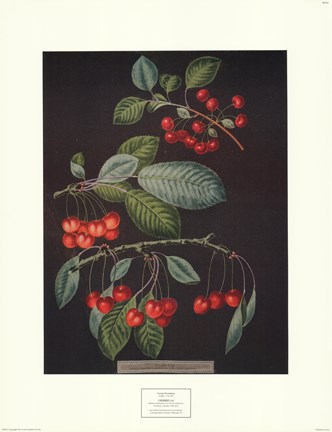 Framed Cherries (A) Print