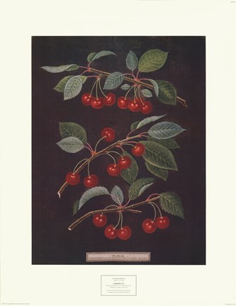 Framed Cherries (B) Print