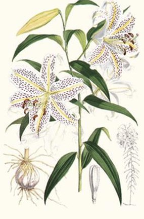 Framed Lilium Auratum Print