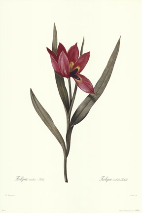 Framed Tulipa Oculis-Solis Print
