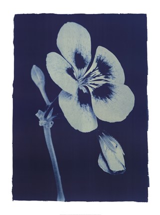 Framed Open Geranium2 Print