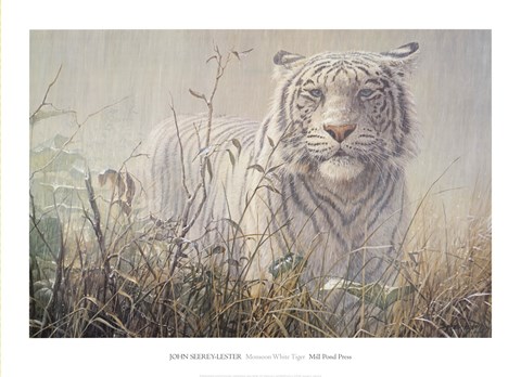 Framed Monsoon- White Tiger (detail) Print