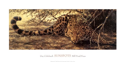 Framed Sunspots (detail) Print