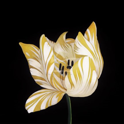 Framed Parrot Tulip Study in Yellow Print