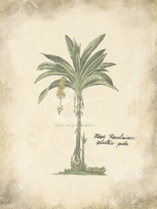 Framed Plantain Palm Print