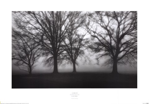 Framed Fog Tree Study IV Print