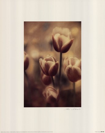 Framed Tinted Tulips III Print