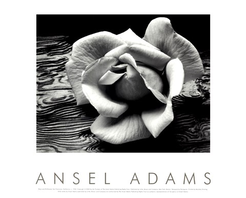 Framed Rose and Driftwood Print