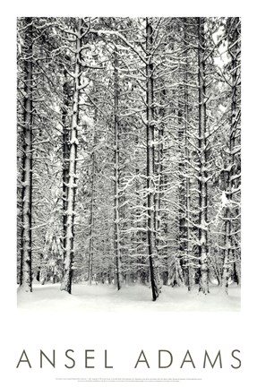 Framed Pine Forest In The Snow, Yosemite Nation Print