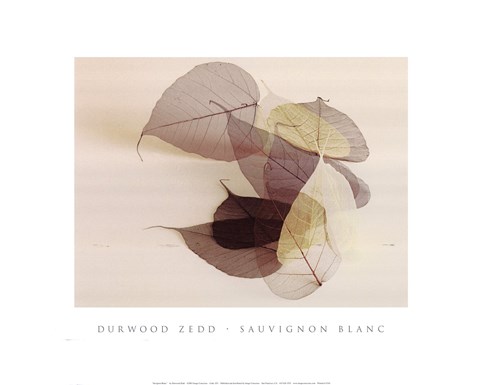 Framed Sauvignon Blanc Print