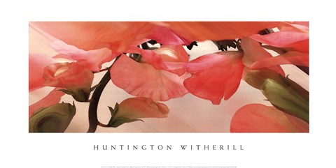 Framed Sweet Peas 1 Print