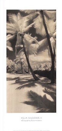 Framed Palm Shadows II Print