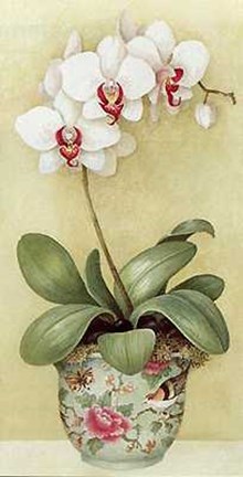 Framed Exotic Orchids I Print