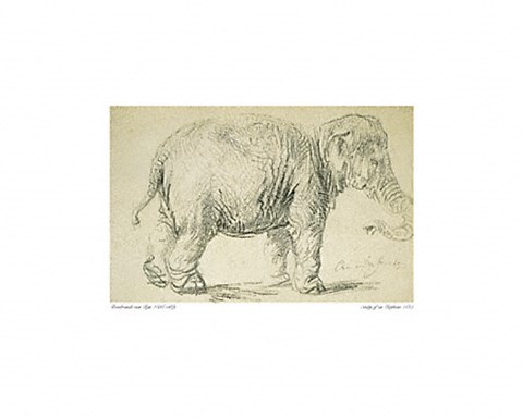Framed Study of an Elephant Print