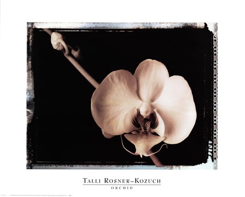 Framed Orchid Print
