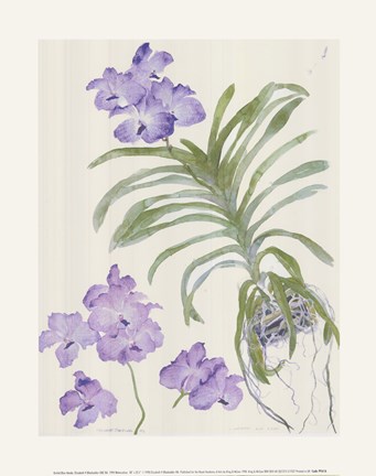 Framed Orchid Blue Vanda Print