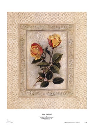 Framed Yellow Tea Rose II Print